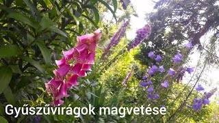 Gyűszűvirágok magvetése