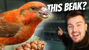 Keeping Crossbills: Chainsaw of the Bird World | 22/31