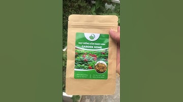 Sâm Ngọc linh: chơi lớn mua hạt về ươm làm bonsai cho khác thiên hạ