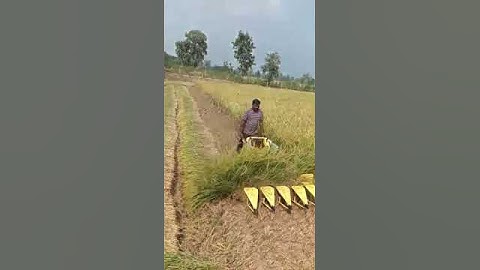 power reaper gehu dhan कटिंग #brushcutter #kisankraft #farming #millpower #farmer #thresher #reaper