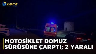 MOTOSİKLET DOMUZ SÜRÜSÜNE ÇARPTI; 2 YARALI