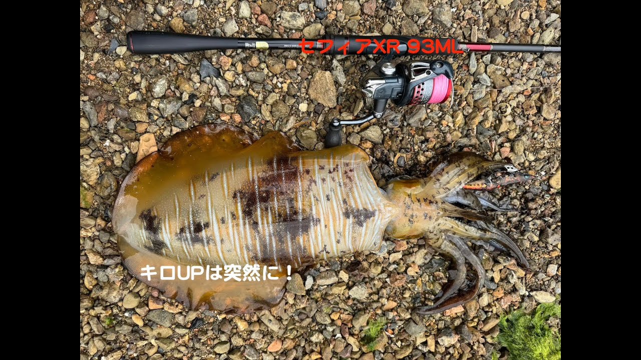 エギング】キロUPは突然に‥シマノ セフィアXR 93ML アオリイカ - YouTube