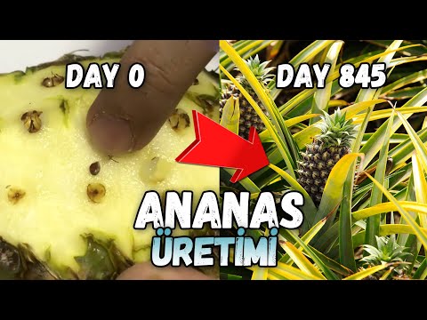 ANANAS ÇEKİRDEĞİ TOPLAMA-FİLİZLENDİRME VE KÖKLENDİRME !