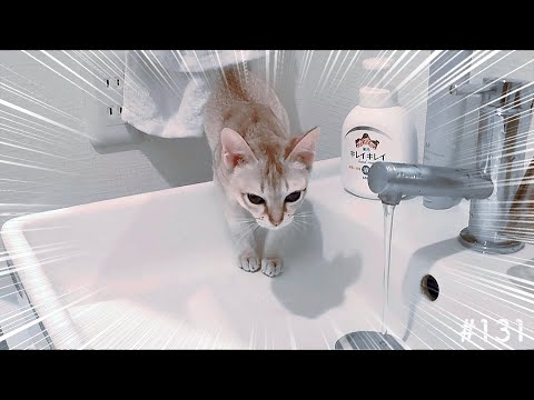ストーカー猫が洗面所にやってきた！【シンガプーラ】