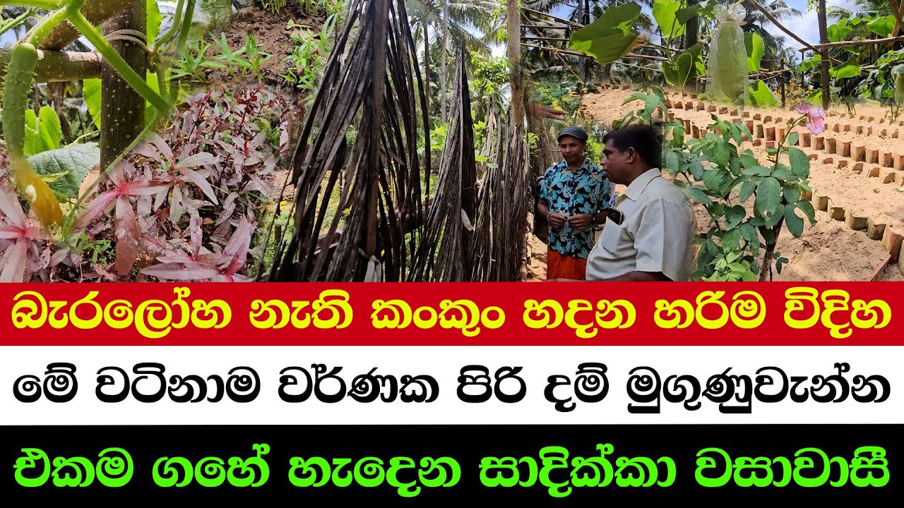 Berametal Free Kangkung Growing Secret Revealed |Nature’s Most Vibrant & Valuable Purple Mukunuwenna