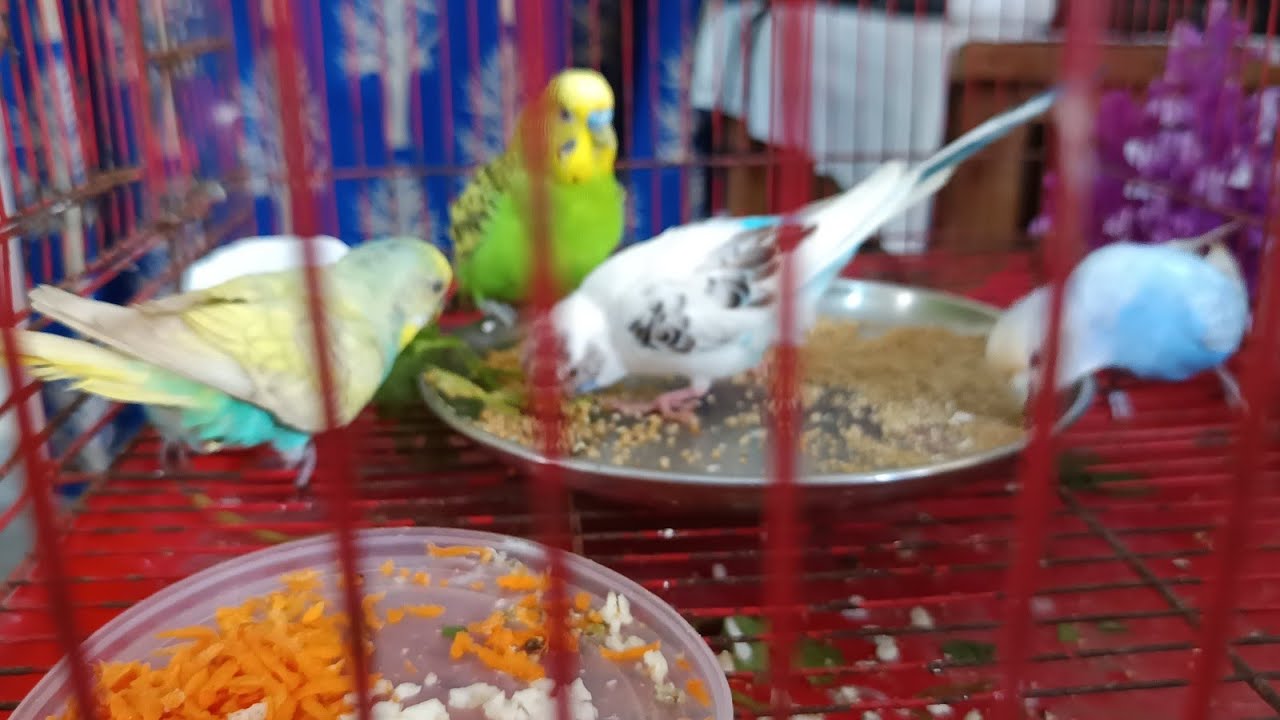 Live Cute Budgie vibes Day -16 