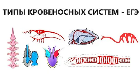 ТИПЫ КРОВЕНОСНЫХ СИСТЕМ - ЕГЭ
