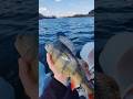 Nice perch || Located, Caught and Released #deepersonar #boatfishing #fishing #perch