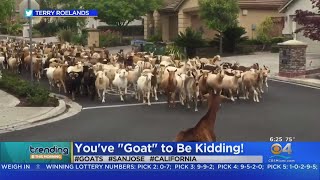 A san jose neighborhood that uses goats to eat dead grass, got overrun
with them when they knocked down fence and took the streets.