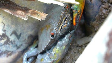 Hành trình săn bắt cua biển cần giờ Truy tìm những con cua ẩn nấp trong rừng lá | Săn Bắt Cần Giờ |