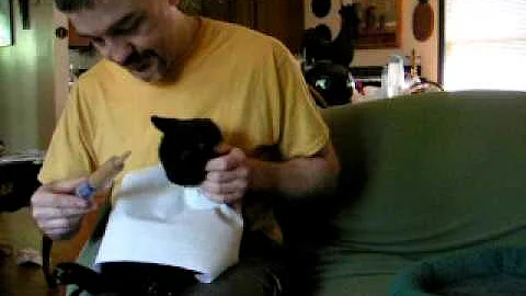 How to Syringe Feed Your Cat