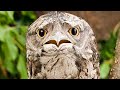 Your Life Will be Better After you Know About Frogmouths