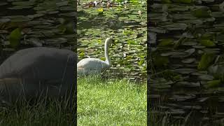 Fun facts about swans