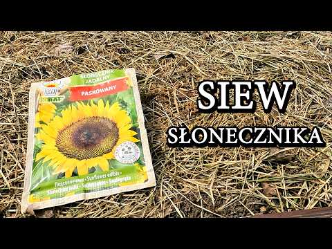 Sowing Sunflowers 2026