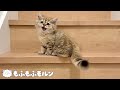 猫たちはどう登るか？（階段） 【サイベリアン】