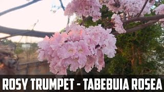 Rosy Trumpet tree flower video |  Tabebuia rosea flower video