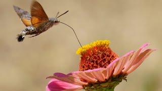 Kacsafarkú Szender Macroglossum Stellaratum Hummingbird Hawk-Moth