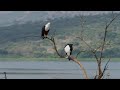 Fish Eagle Pair Lake Rwanyakazinga Magashi Camp Akagera Rwanda Fish Eagle Pair Lake Rwanyakazinga Magashi Camp Akagera Rwanda