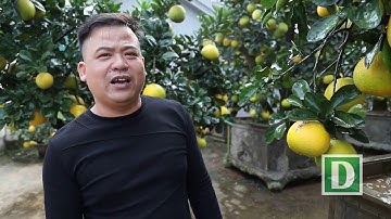 Vườn bưởi cảnh quá tuyệt