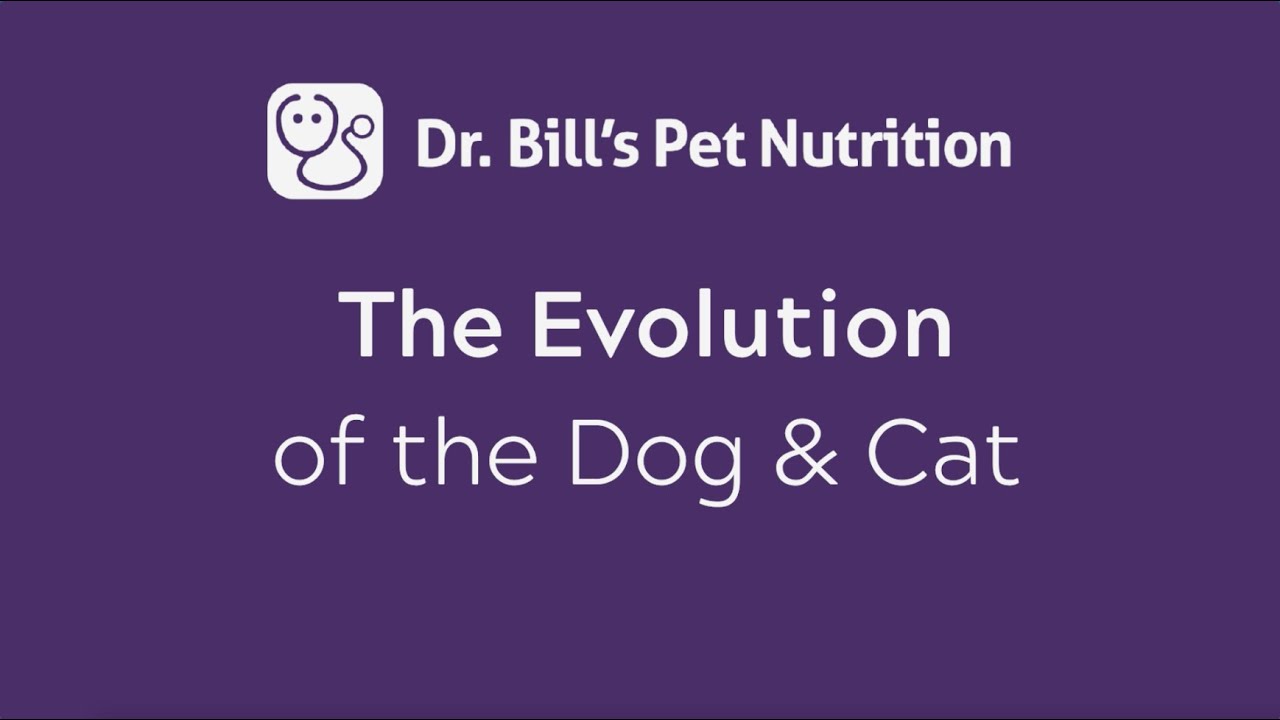 Evolution of the Dog & Cat | Dr. Bill's Pet Nutrition