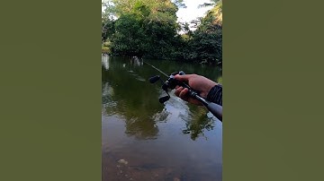 SHIMANO METANIUM DC 2024 | Skipping Like  a Pro #remystrikefishing #fishing #shimano #short #shorts