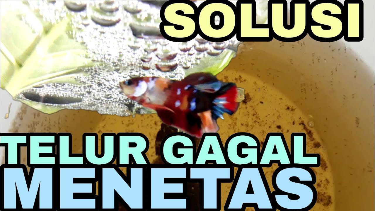 Penyebab  telur ikan cupang gagal menetas padahal telurnya banyak