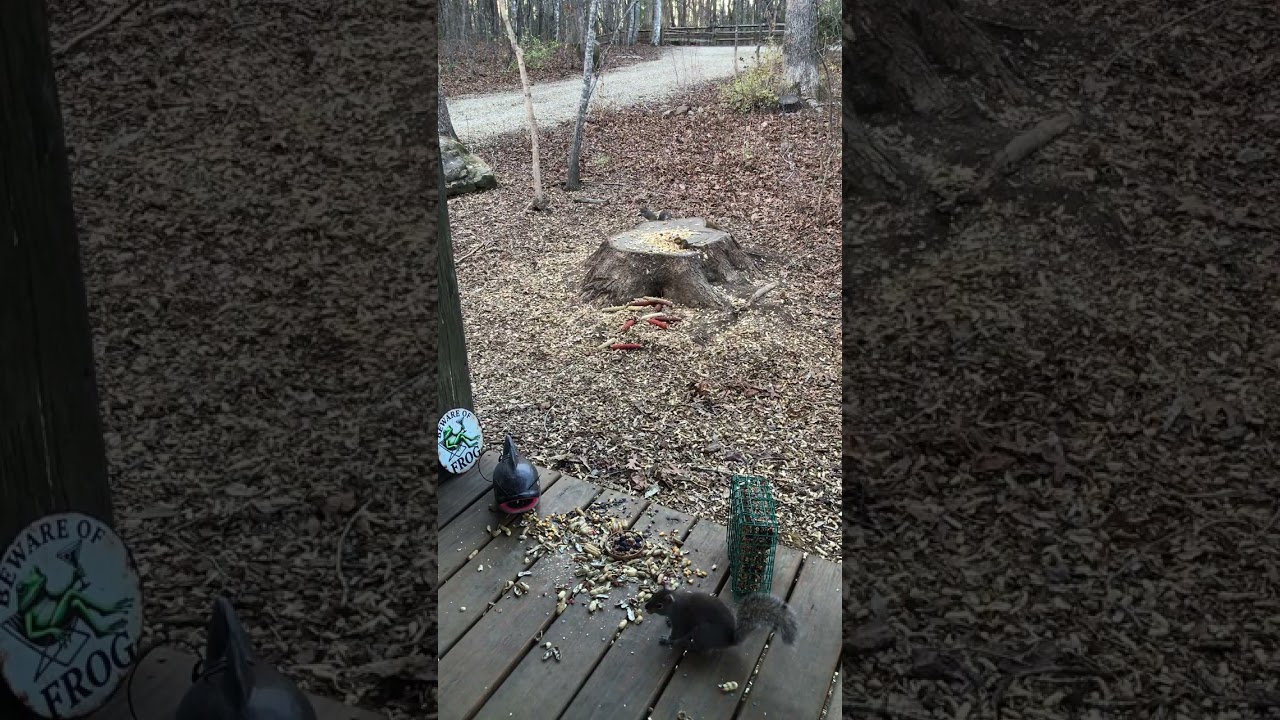 Blue Ridge Nature Live | Cute Squirrels & Wild Birds