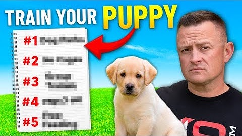 How to Train Your NEW Puppy! - 5 Simple Steps