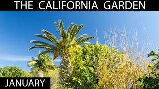 The California Garden in January + Garden Tour