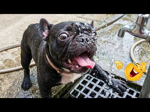 When Dogs Turn Normal Days Into Complete Chaos 🐶🤣 Funny Dog Compilation