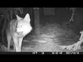 Trail Cam front lawn