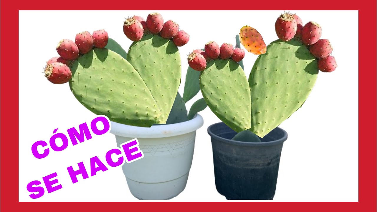 CÓMO REPRODUCIR CÁCTUS NOPAL| HIGOS CHUMBOS O DE PALA| LA CHUMBERA| VIVIENDO EN EL MAJUELO| 🌵