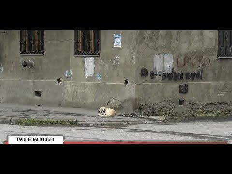 მიუსაფარი ძაღლების პრობლემის მოსაგვარებლად გორში ხემოწერები გროვდება 16.05.2022