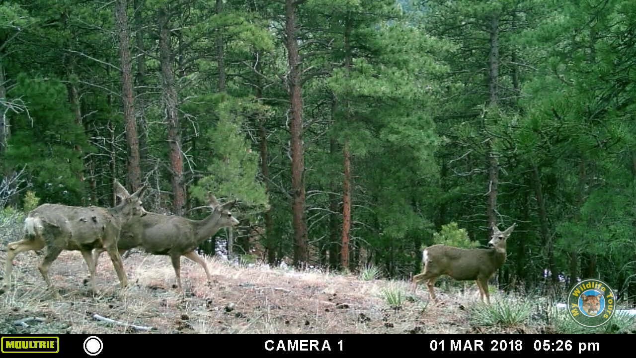 bouldering manila Colorado Mule Deer 3/3/2018 Trail Cams