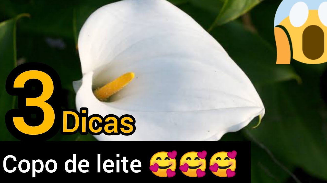 como CUIDAR do copo de leite (3 DICAS INFALÍVEL) ATUALIZADO 2021