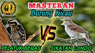 Download Lagu PELATUK BERAS VS SIKATAN LONDO - Masteran Sang Juaraa MP3