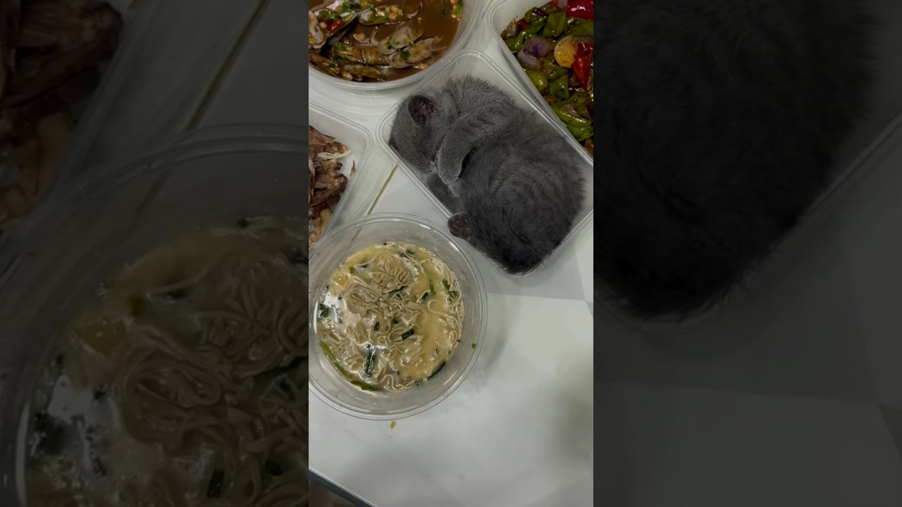 Gray Kitten Naps in Food Container as Chopsticks Move Its Paw