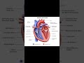 Structure of heart ❤️ #❤️,#nurse #humanheart #biology #science #cardiovascular #anatomy #physiology