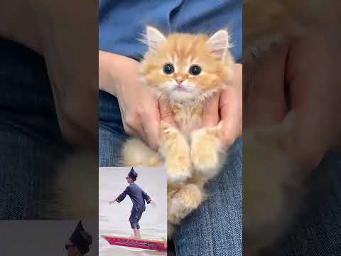 신비의 고양이 토템, 페르시안 냥이의 냥냥춤
