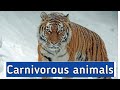 Carnivorous animals/ name of carnivorous animals