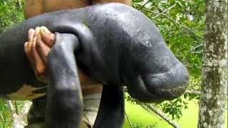 Baby Manatee Rescue