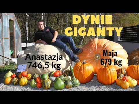 Wideo: Suflet Dyniowy Z Parmezanem