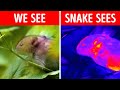 Insane Animal Facts Science Class Didn't Teach You
