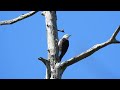 Melanerpes candidus / Carpintero Blanco / White Woodpecker