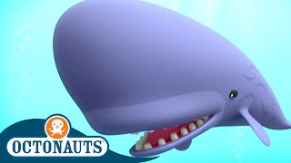 @Octonauts  The Scared Sperm Whale  | Series 2 | Full Episode 10 | Cartoons for Kids