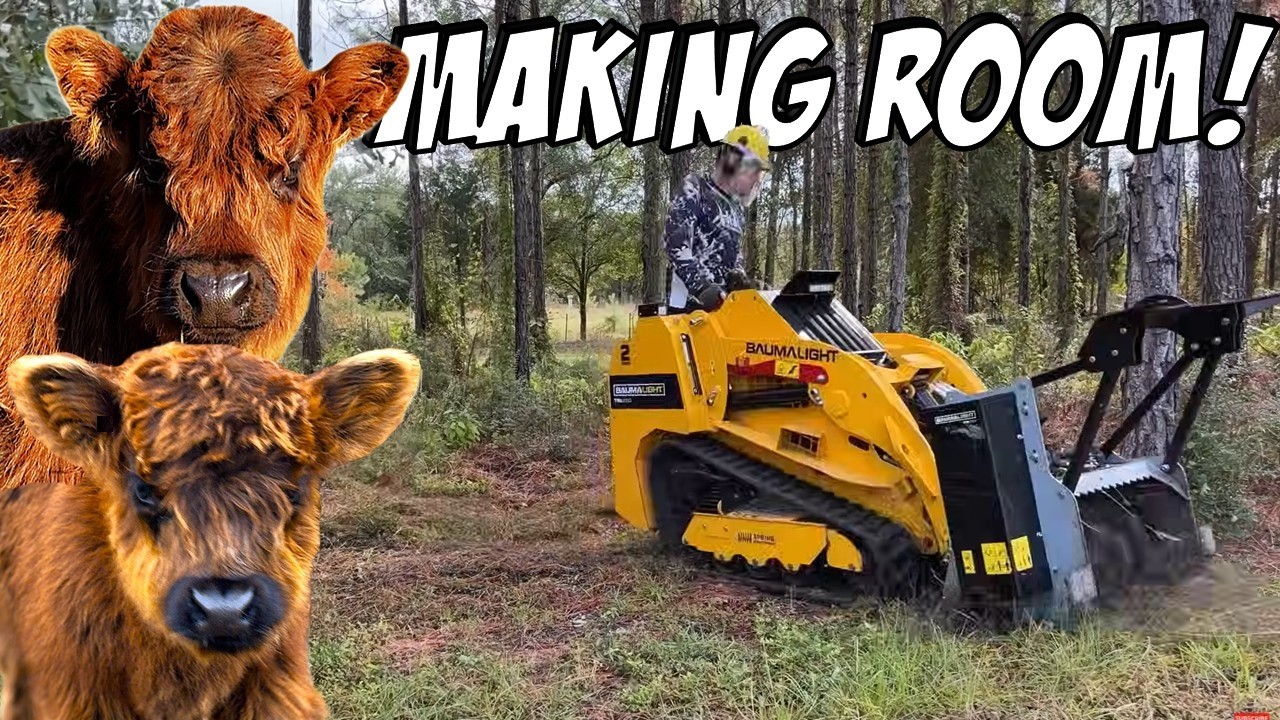 Наши миниатюрные хайлендские коровы ОДОБРИЛИ нашу стратегию расчистки земли!