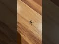 Eastern Parson Spider Crawling on the Floor