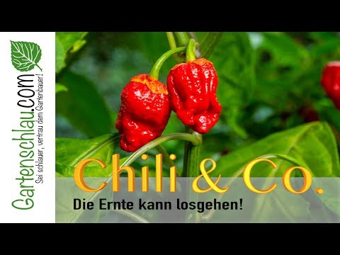 Chili richtig ernten: Reife erkennen und Früchte sauber abschneiden