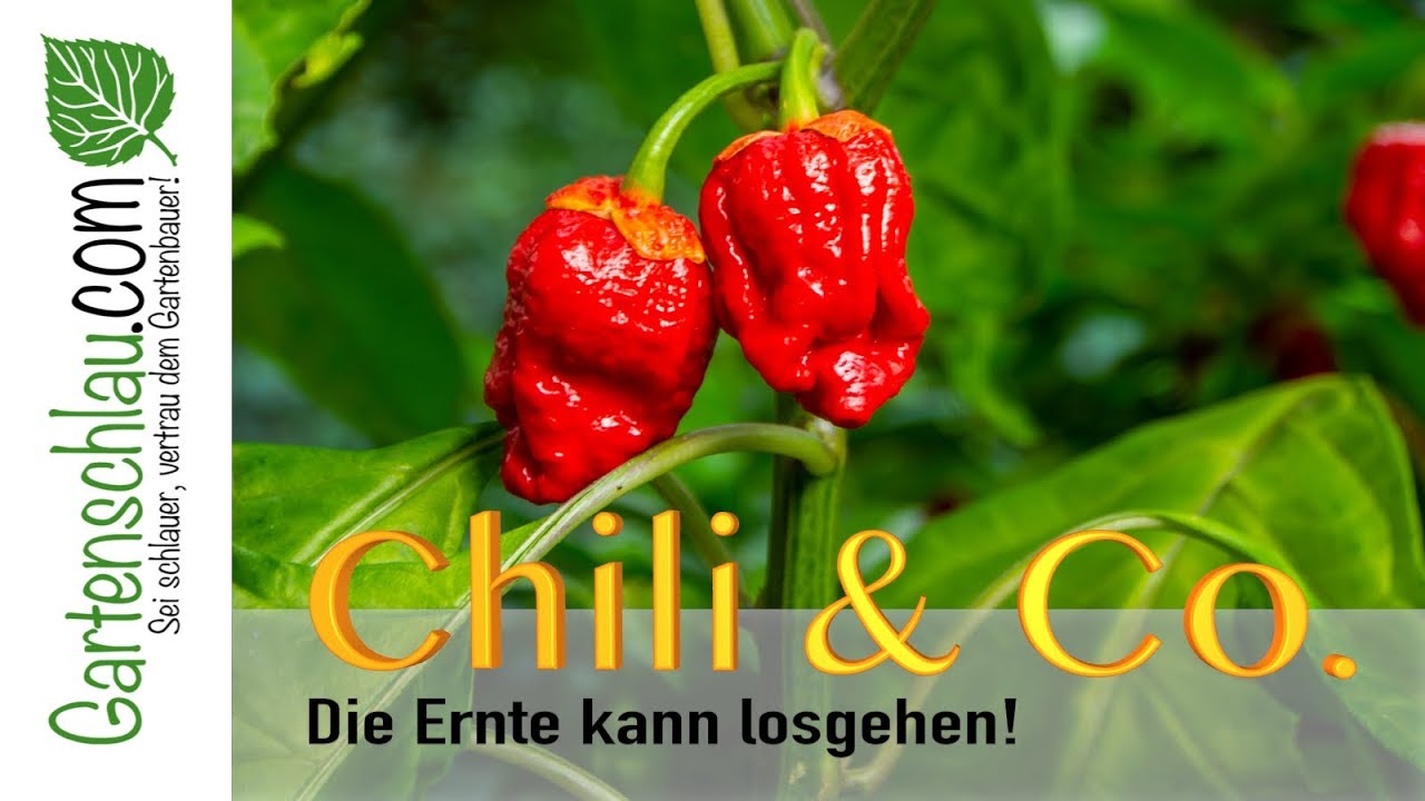 Chili richtig ernten: Reife erkennen und Früchte sauber abschneiden