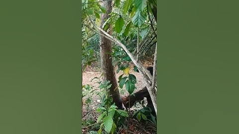 Cutting down tall and big mahogany trees#wood#woodworking#chainsaw